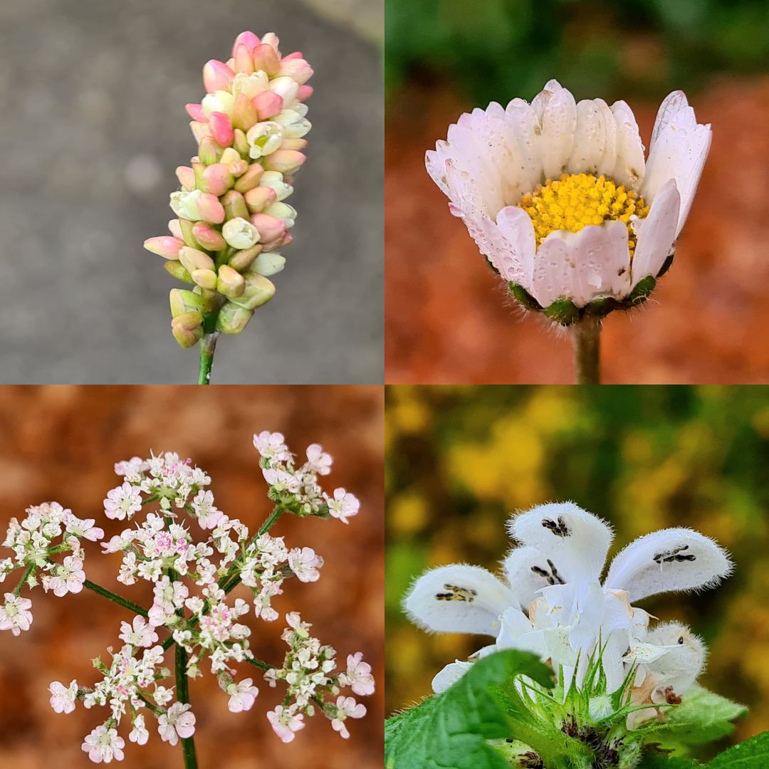Alex Scott Fairley π³οΈβπ π¦πΊπ΄σ §σ ’σ ³σ £σ ΄σ ΏπͺπΊ (@alexsfairley) on Twitter photo Probably my last #wildflowerhour posting here, with a #winter10, before I switch completely to the Irving Berlin place! A slight hotchpotch from Scotland, Surrey, Sussex, and London! <a href="/wildflower_hour/">wildflowerhour</a> Probably my last #wildflowerhour posting here, with a #winter10, before I switch completely to the Irving Berlin place! A slight hotchpotch from Scotland, Surrey, Sussex, and London! <a href="/wildflower_hour/">wildflowerhour</a>