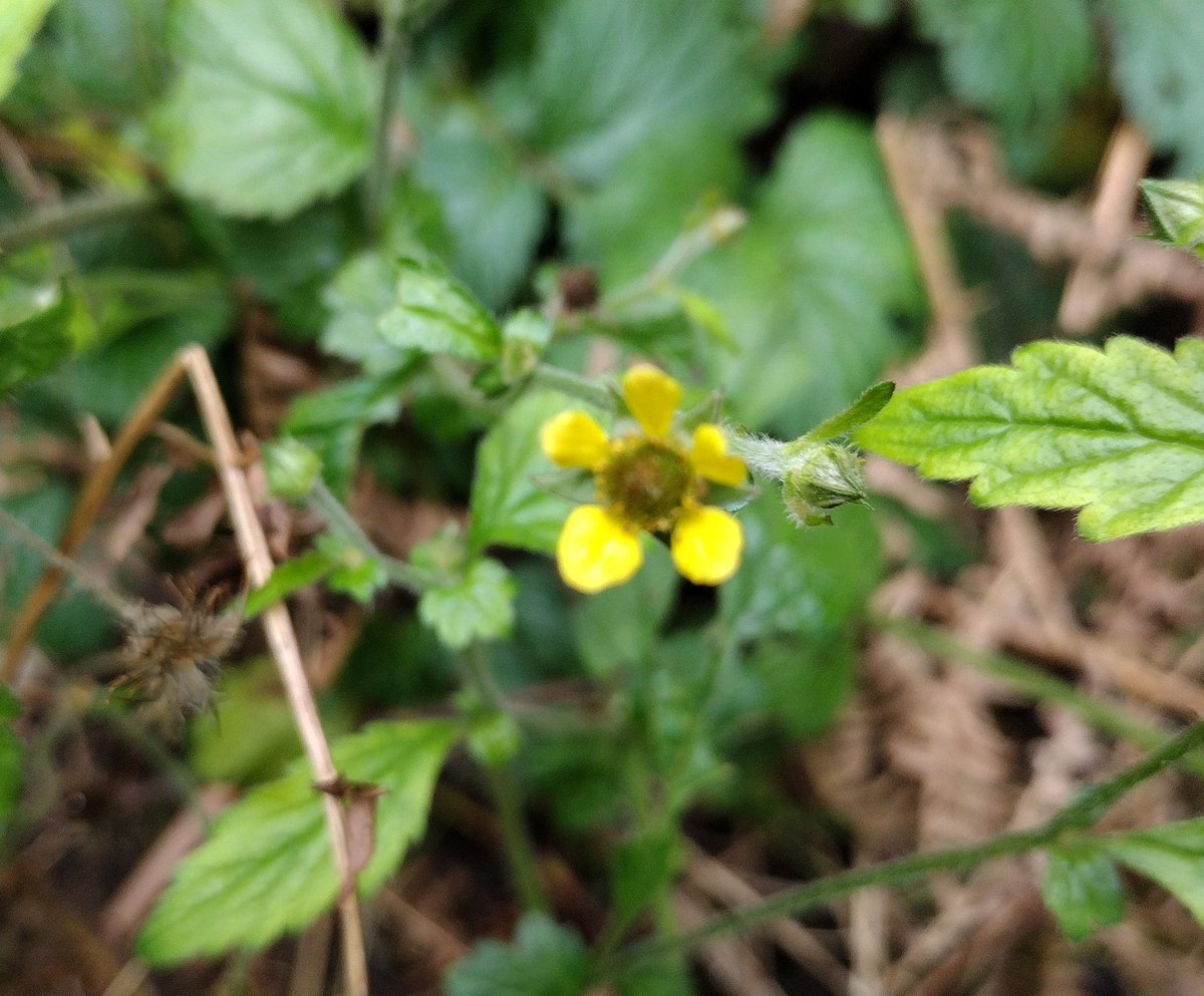 Wood avens still in flower in East Sussex this week #wildflowerhour
