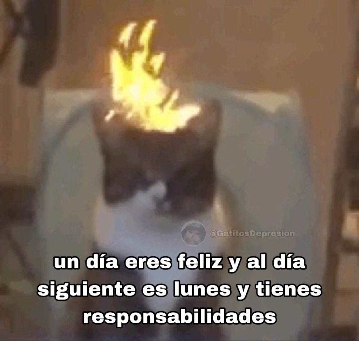 Gatitos Que Curan Tu Depresion (@gatitodepresion) on Twitter photo 
