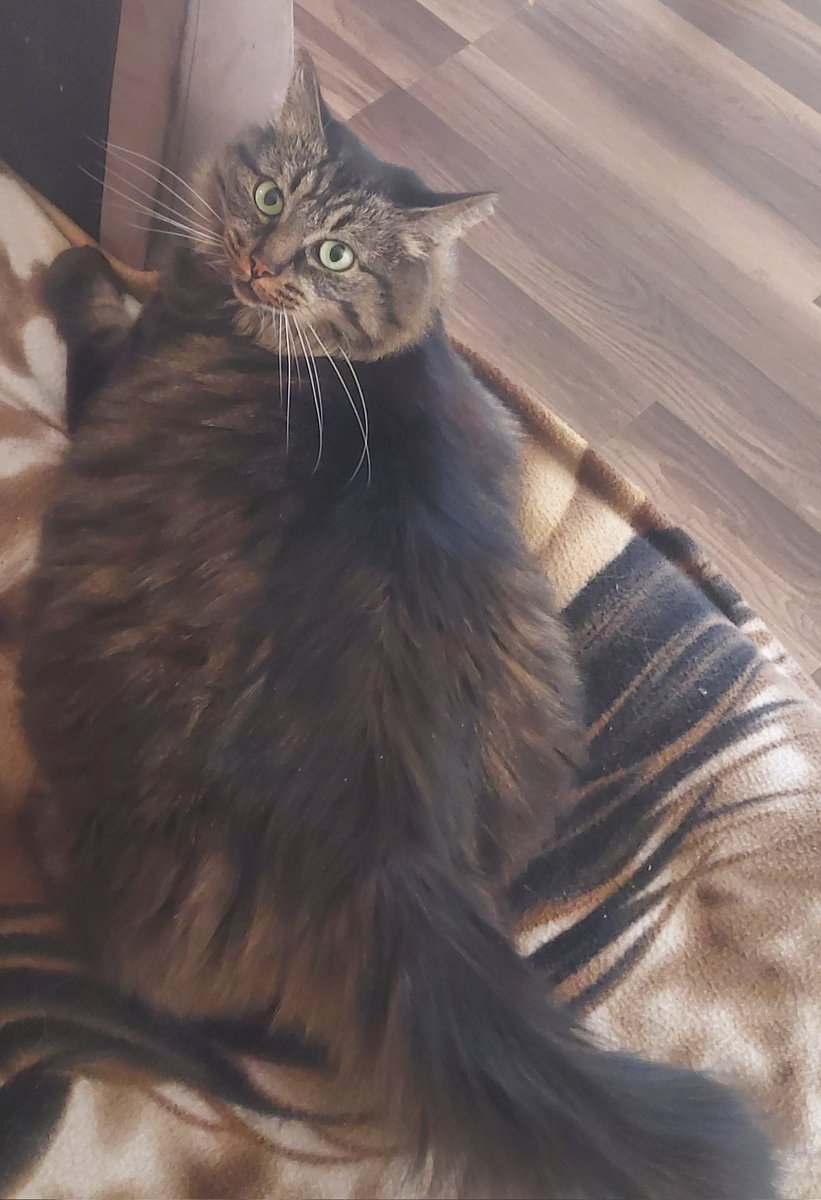 AMVS2017's tweet image. Which whisker???? #CatsOnX