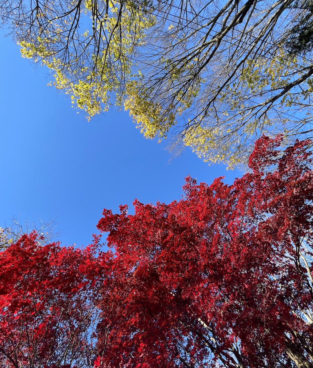 JapaneseWoodcut's tweet photo. Morning walk☺️our neighbors today. Not a run for a while😭 https://t.co/3iVbXwtXIO