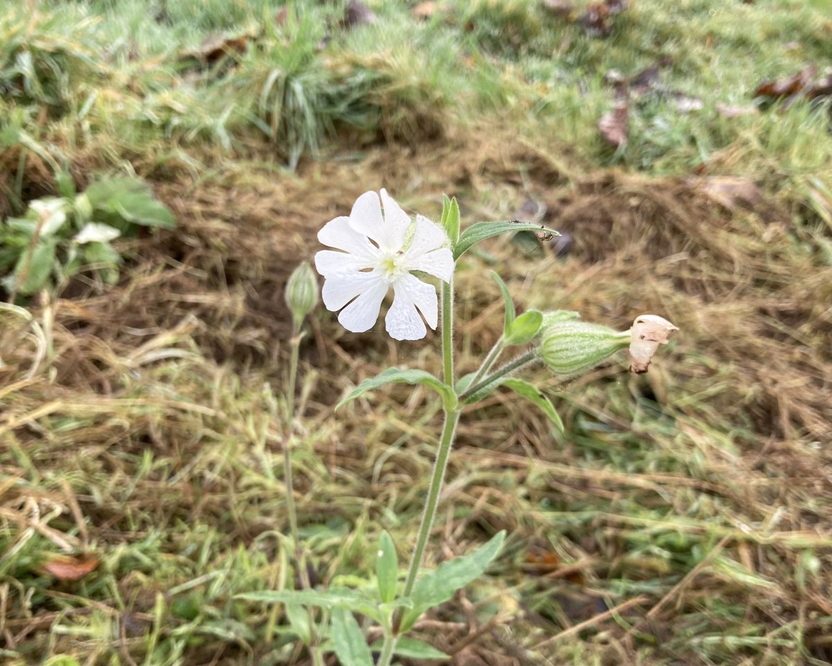 alisonlock25's tweet photo. Bramble , white campion , bit burry and damp lesser stitchwort ! And red campion for #wildflowerhour this week  @BSBIbotany https://t.co/Cx8bkc2obp