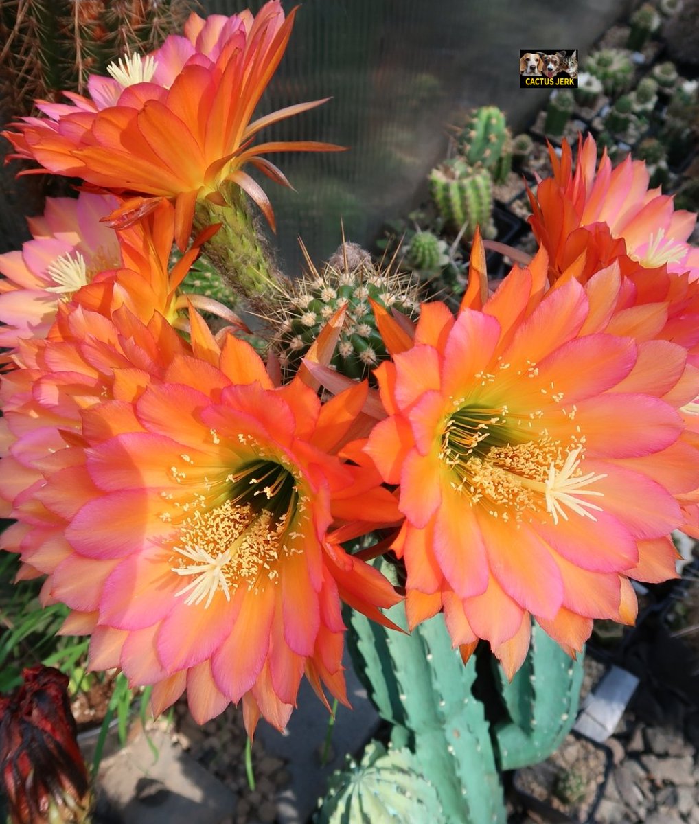 Cactus Jerk (@cactus_jerk) on Twitter photo 