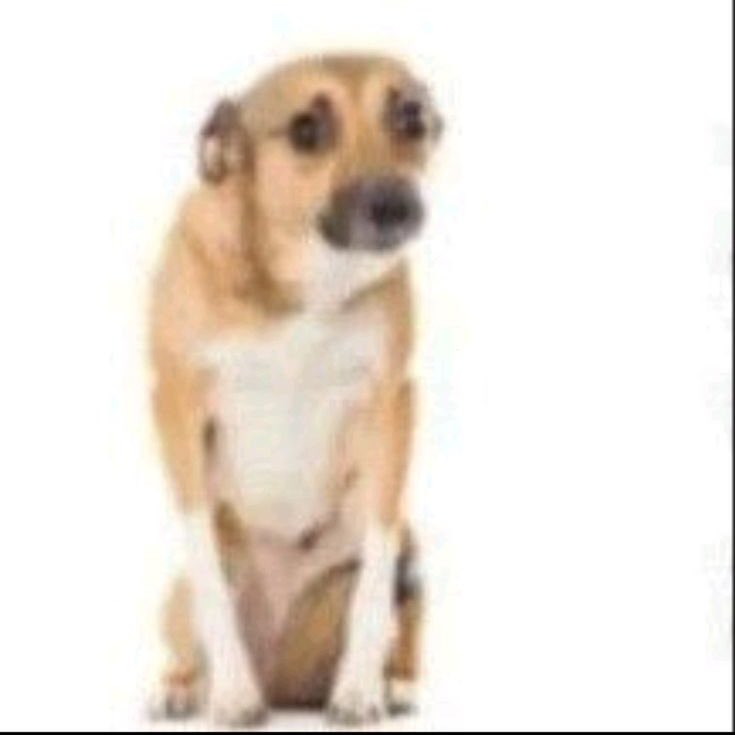 Auron cada vez que su asistente se le acerca y le habla: