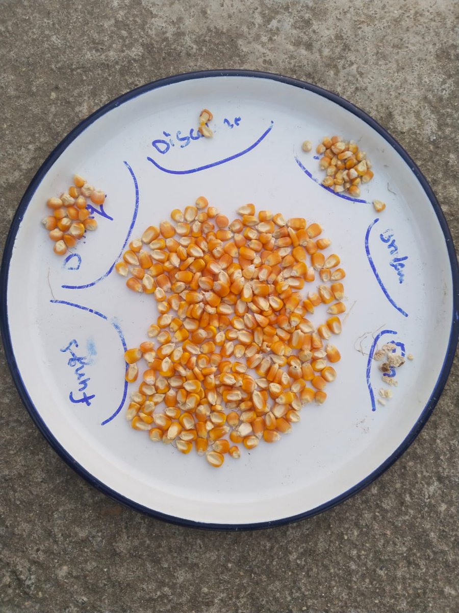 MANDI_Maize's tweet image. Ranimahas Mission Shakti FPC, Komna, Nuapada successfully delivered 50 MT maize from 25 women members at Niket Food Products, Junagarh @arvindpadhee @krushibibhag @mission_shakti @NidhiNSrinivas @AgriGoI @vipinaccess @ACCESSDevelopm1 @subhendu75 @BhubaneswarOuat @CIMMYT @ICRISAT