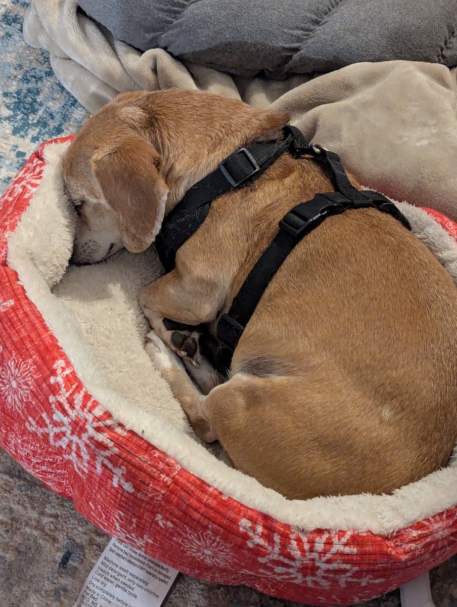 Kinser_414's tweet photo. My little baked potato. 🥺 https://t.co/Z39Gs6We92