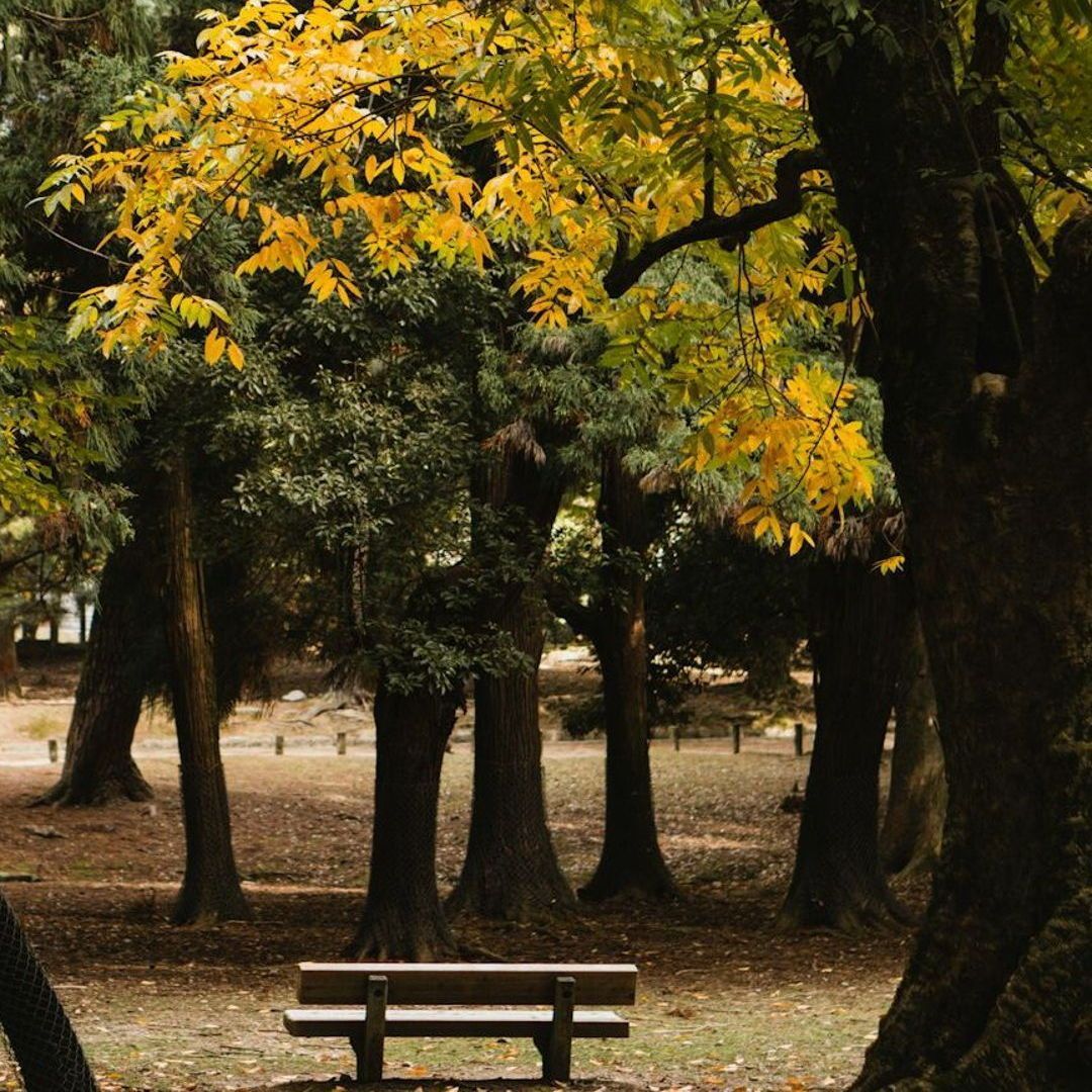 The_Mind_Space's tweet image. Seasonal transitions can bring up difficult emotions. 🍂 Therapy offers a space to work through these feelings and create a plan to stay grounded. 

#TherapyForSAD #FallFeelings #SeasonalWellness #MentalHealthMatters