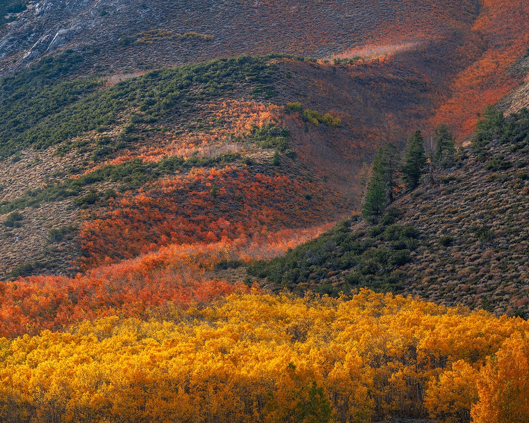 dsafanda's tweet image. A cascade of fall color in the Eastern Sierra, CA
...
#easternsierra