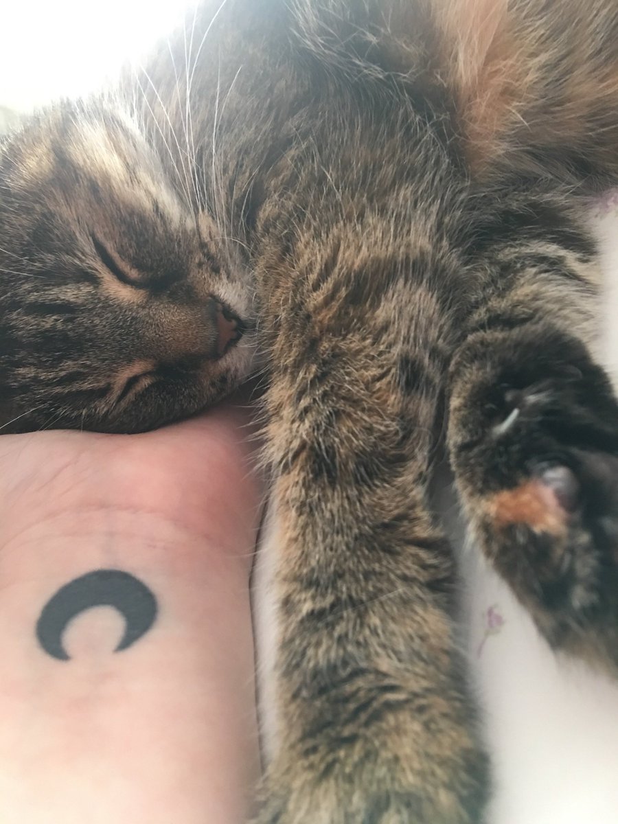 spectresister's tweet photo. not to be dead cat posting but it’s the third anniversary of my little girl passing so. here’s some of my favorite pics of her bc i miss her so badly today lol https://t.co/VIolXGwmUO