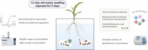 New study "Silicon might mitigate nickel toxicity in maize roots via chelation, detoxification, and membrane transport" led by M. Danchenko just published in Ecotoxicology and Environmental Safety sciencedirect.com/science/articl…