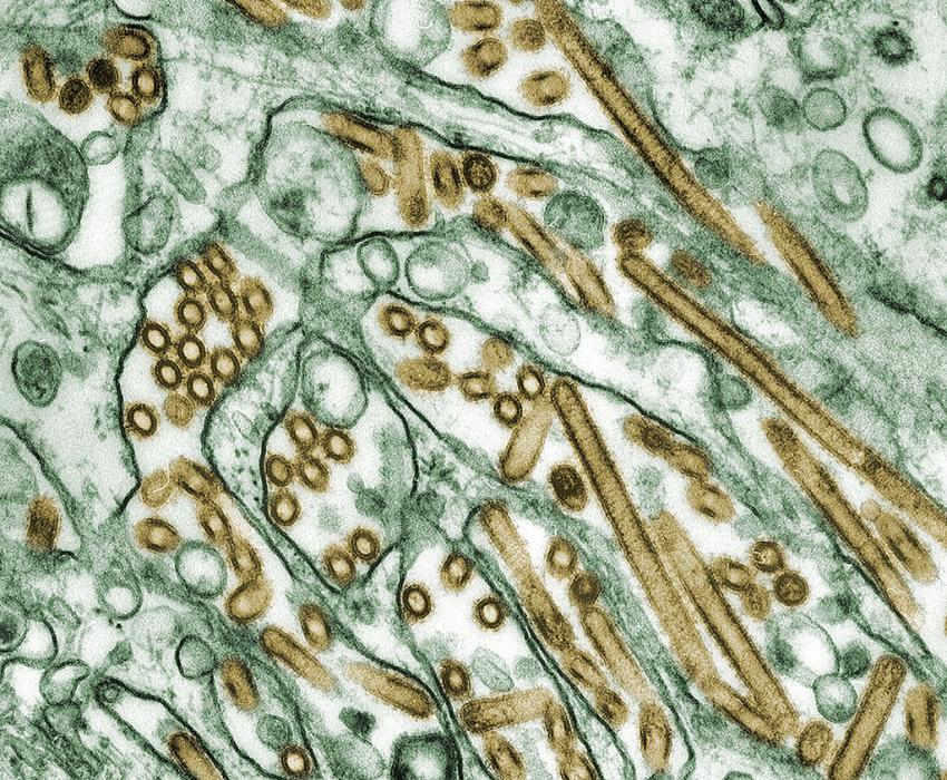 MarioNawfal's tweet photo. 🚨🇬🇧 H5N1 BIRD FLU CONFIRMED IN ENGLAND
The UK confirmed H5N1 bird flu in poultry near St Ives, southwest England.
All birds on-site will be slaughtered, with 3 km protection and 10 km surveillance zones in place.
This first HPAI H5N1 case in kept birds this season follows H5N5 detections in wild birds in the region and Europe.
Bird flu has killed millions of bird globally and is spreading to mammals, raising fears of human transmission.
Source: Reuters