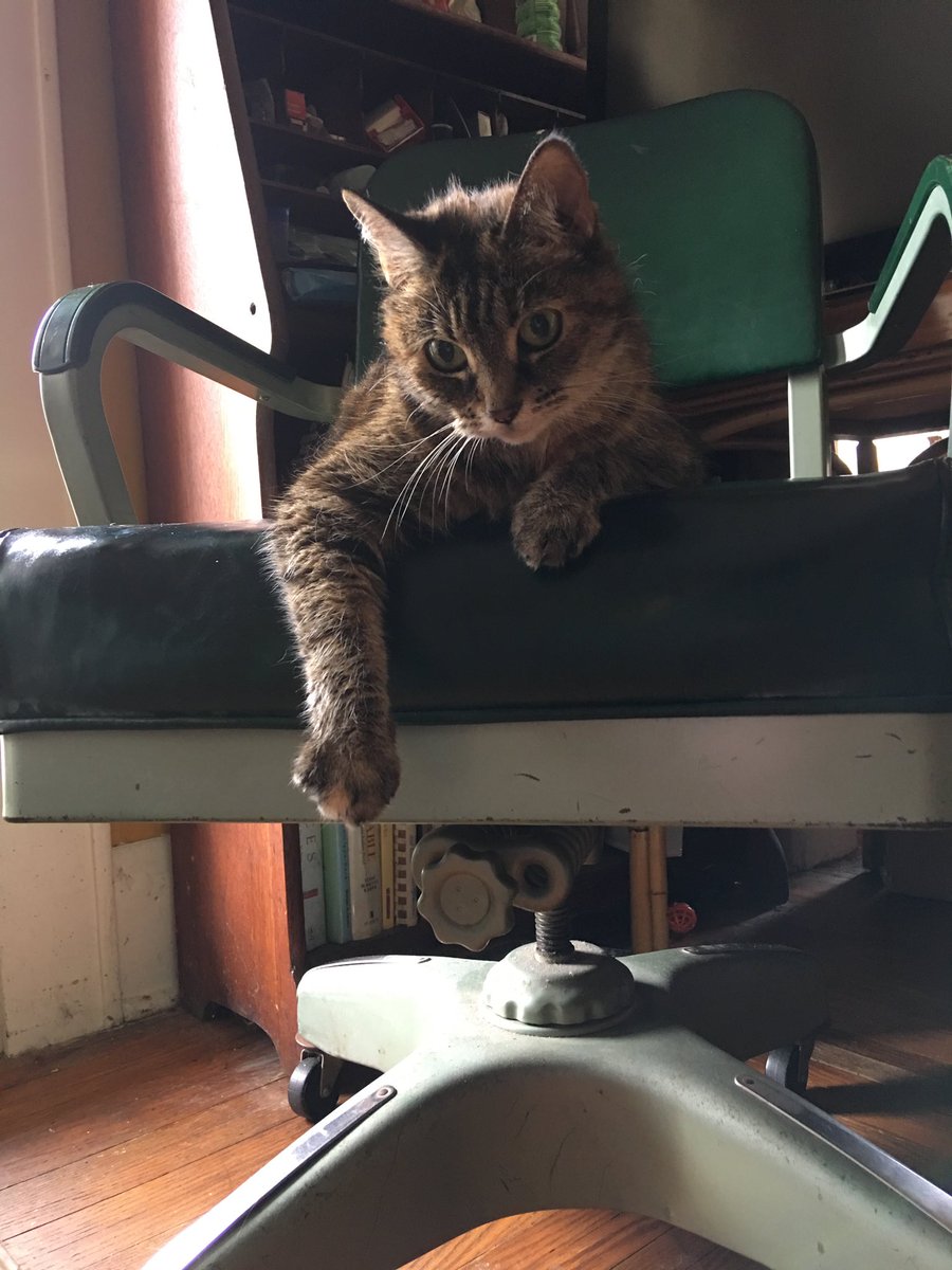 spectresister's tweet photo. she was so rude and loud and was the sweetest little girl. i miss having my hands covered in scratches bc she got too excited or i pet her for a little too long. i miss my baby :( https://t.co/hogNkAnuEL
