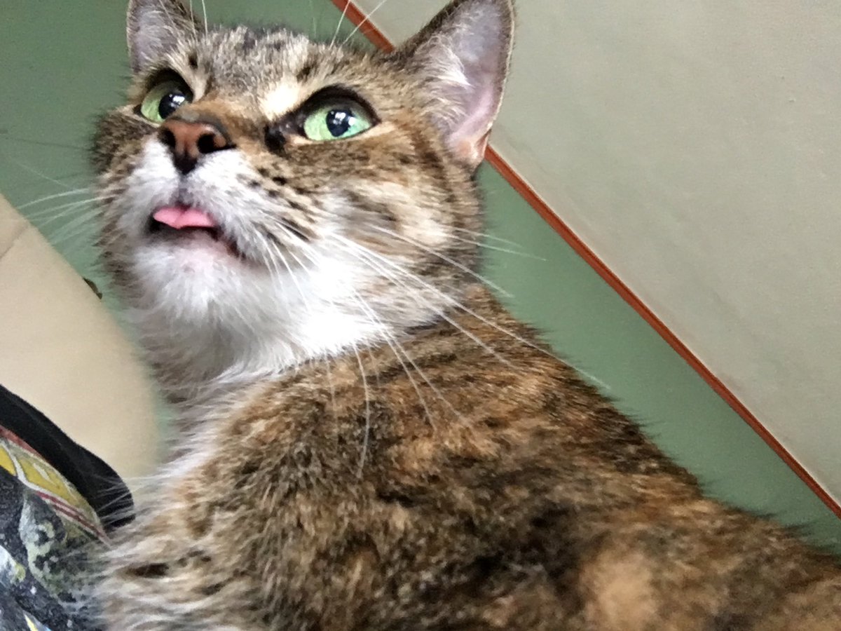 spectresister's tweet photo. she was so rude and loud and was the sweetest little girl. i miss having my hands covered in scratches bc she got too excited or i pet her for a little too long. i miss my baby :( https://t.co/hogNkAnuEL