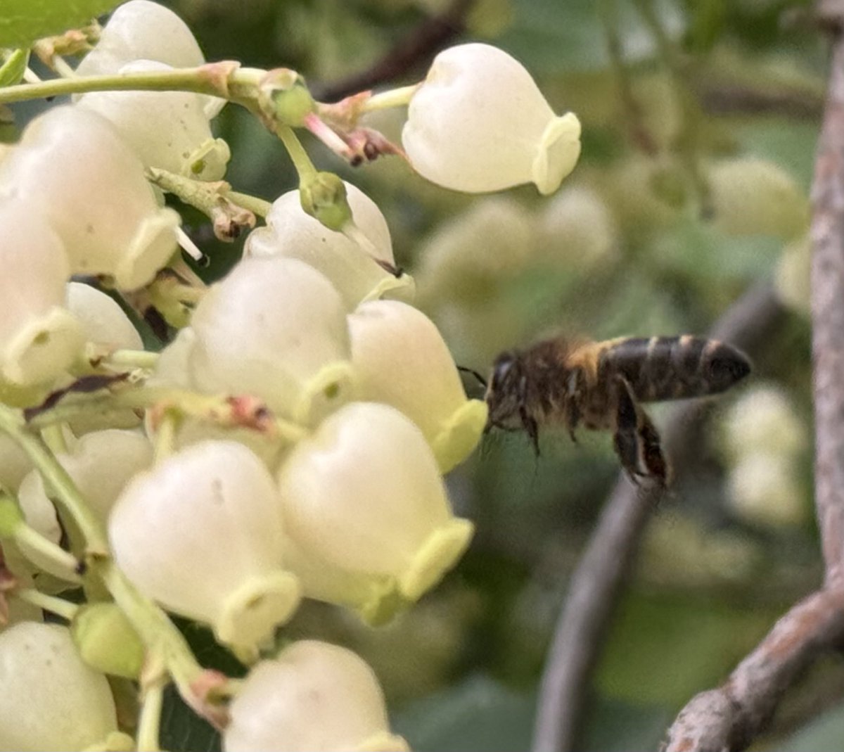 german_api's tweet image. Foto de hoy. El madroño en flor.