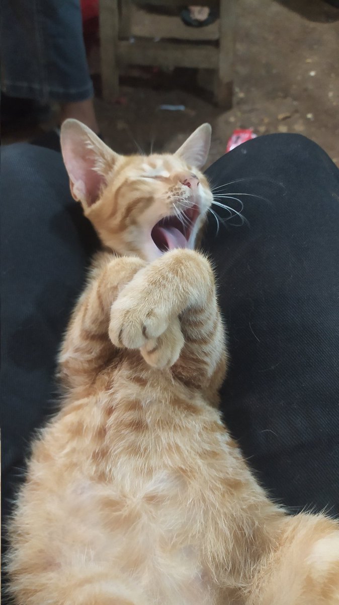 bukan tahu bulat tweet media