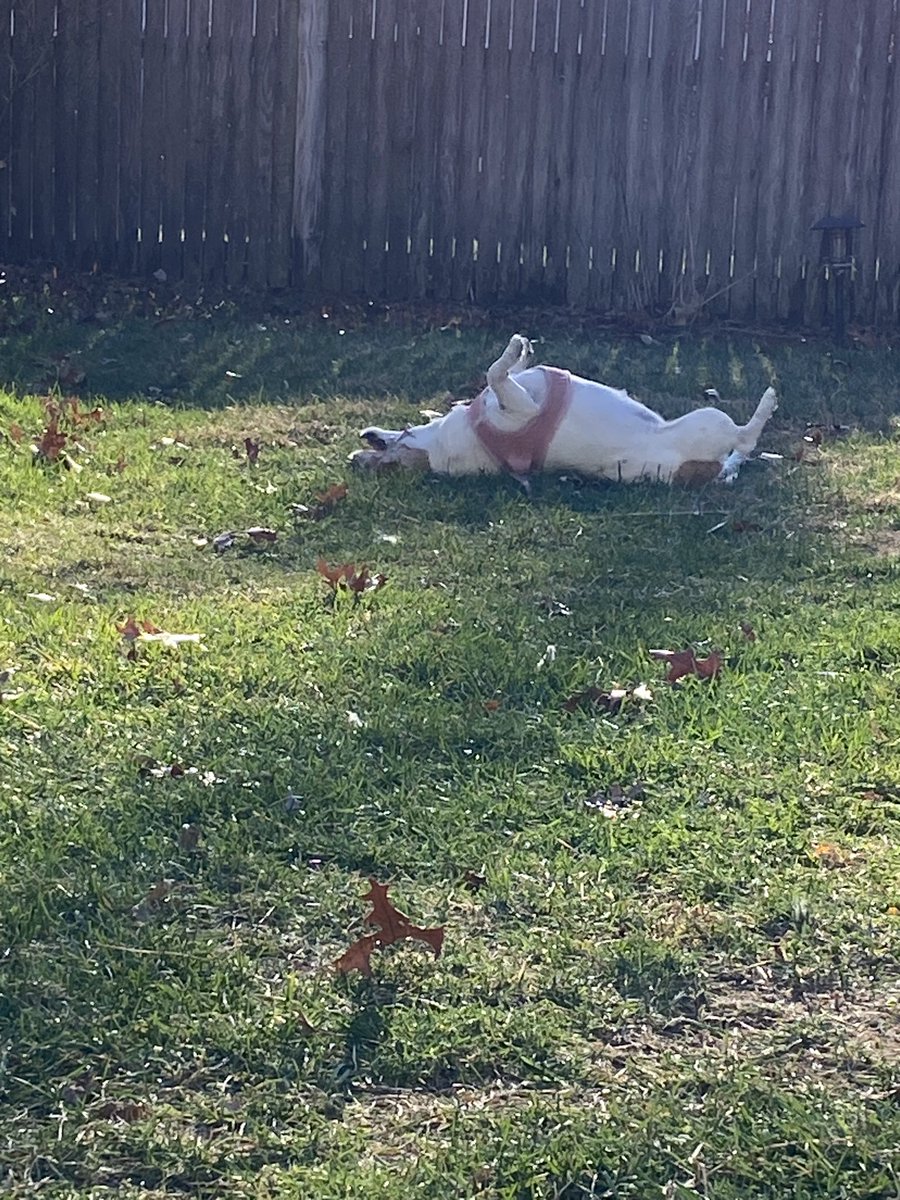 DaisyMaeJack's tweet image. Still time to roll in da grass before this guy ☃️ shows up! 😆🐾🤎🧡 #warmish #potatoroll #dogsofX #sundayfunday