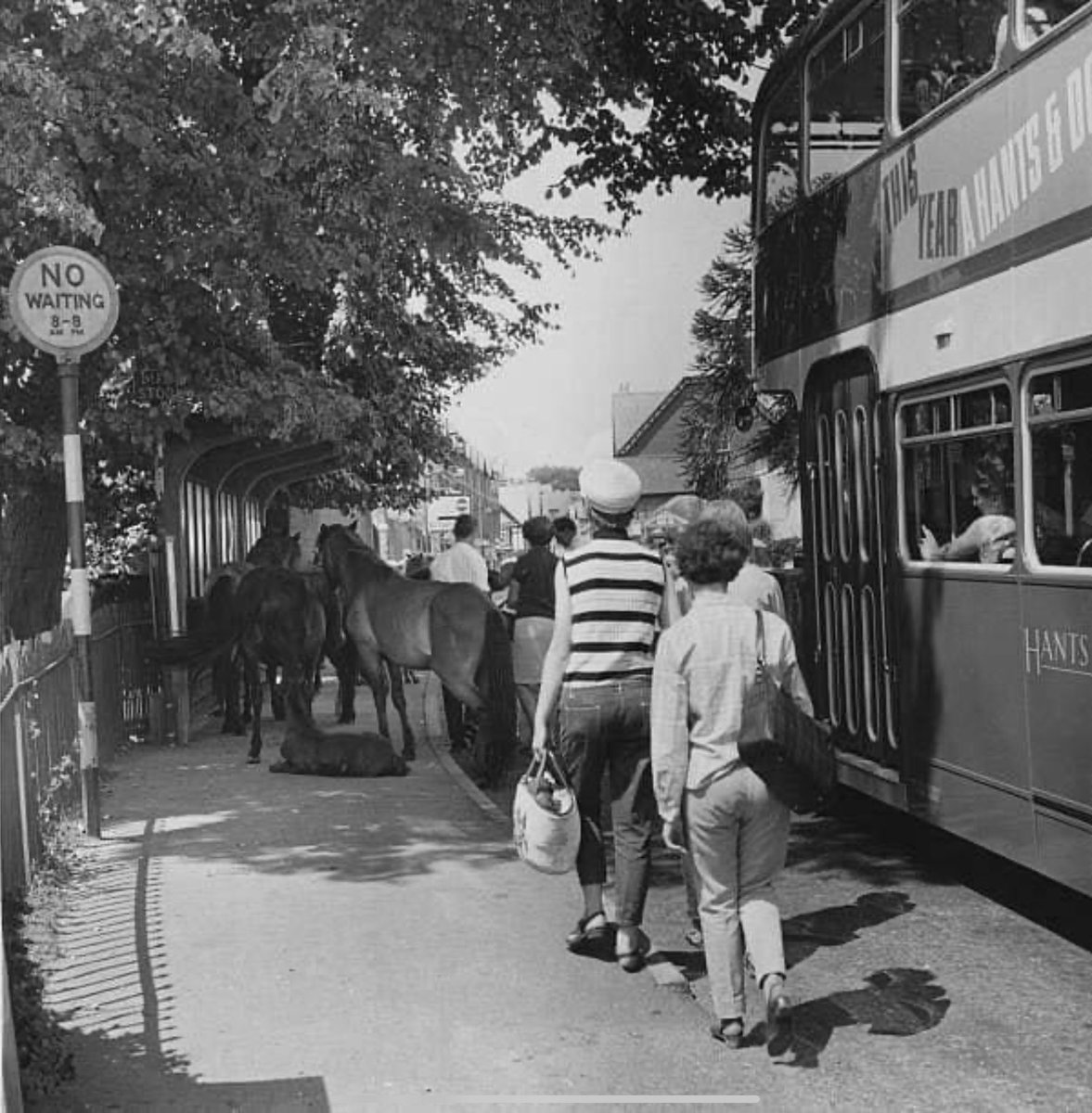 A rare photo taken in  the 1960s, a New Forrest bus stop, very rare these days, a bus with a shining reflection from the near side skirt panels………
