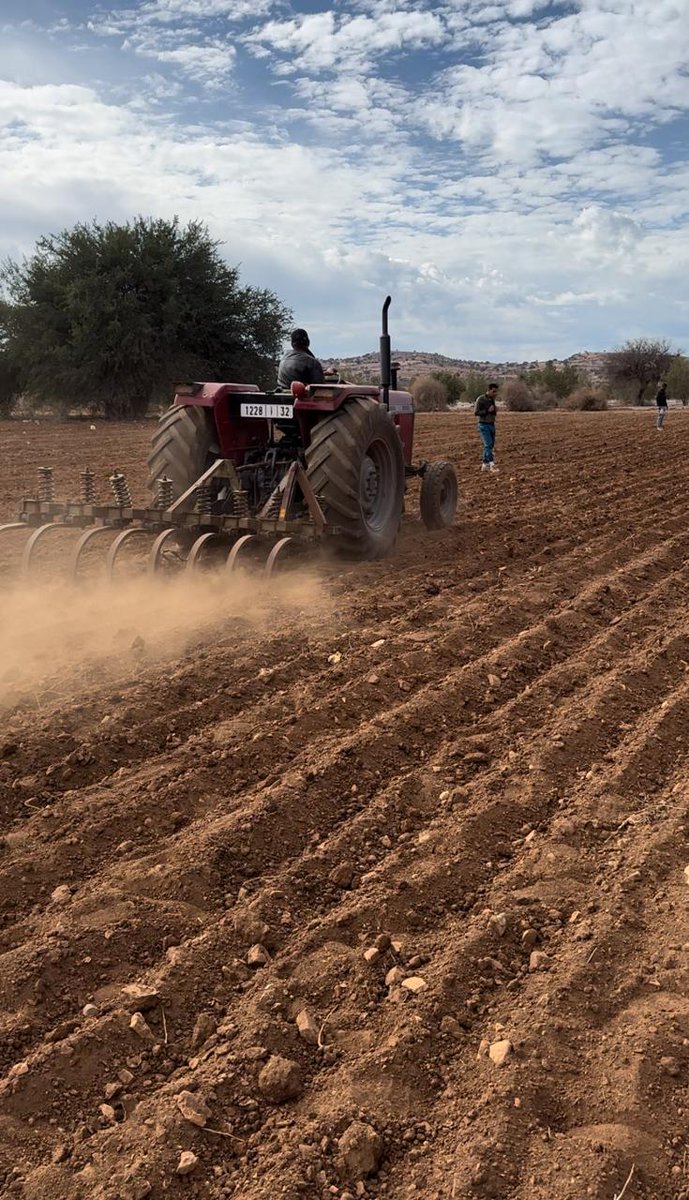 zmeryem5's tweet photo. Our journey with farmers has begun! π» From Safi to Tiznit, we're planting π #BoldCWR and landrace barley & durum trials directly in farmers' fields. Together, reviving diversity, strength resilience and deep connections with the π€ of agriculture @ICARDA @CropTrust @fillobax https://t.co/CzmnDckhy7
