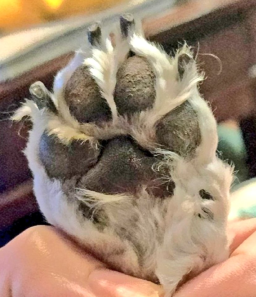 High 5! Happy Sunday, furiends! 🐾❤️