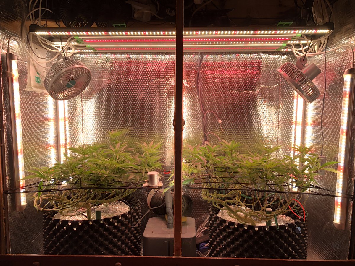 trunksgrow tweet picture