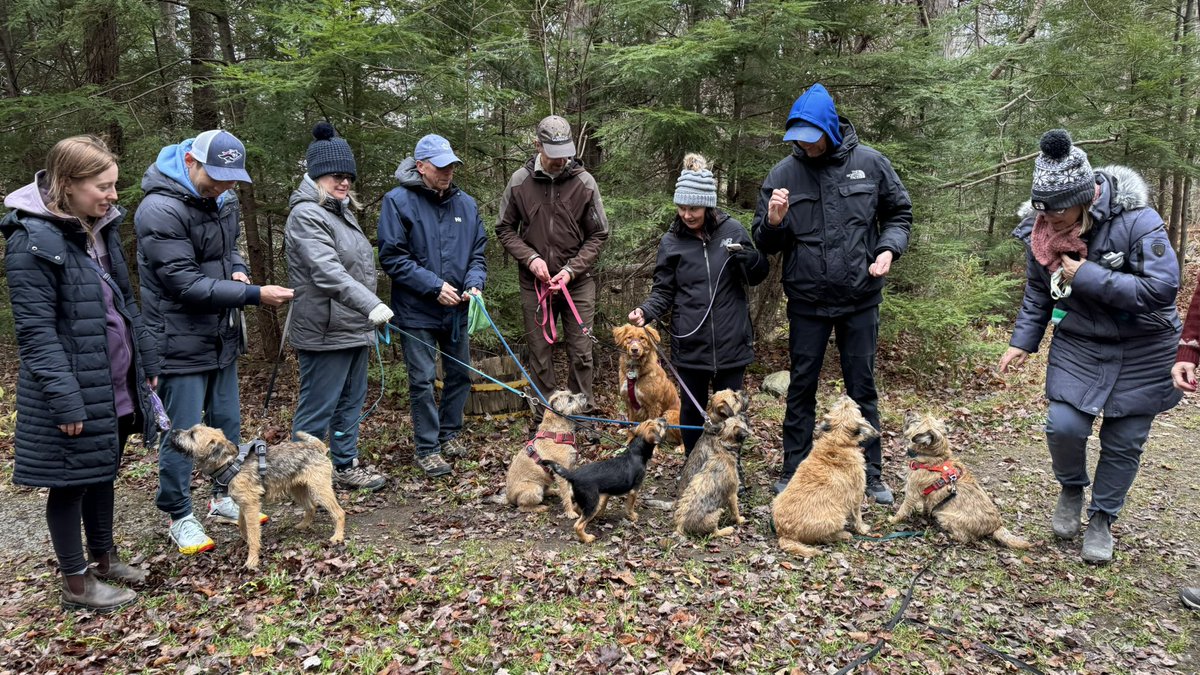 Hubble_BTerrier's tweet photo. What a fun meet up today with my local pals Mila, Harvey, Maggie, Vinny, Holly, Blue, Russel and of course Koda. 😃🐾🐾🐾🐾 #BTPosse #BorderTerrier #NSDTR #DogsOfHalifax https://t.co/ysXxp1XMHM
