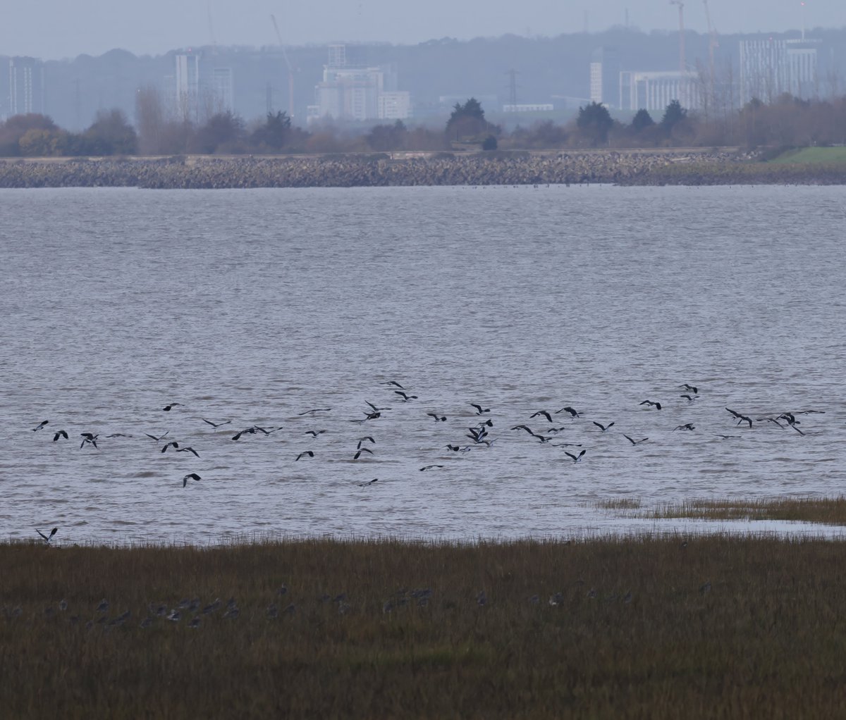 JeremyBCSWhite's tweet photo. An avian miscellany from @RSPBNewport Wetlands this morning. A blackbird looking for food amongst the grass; a female Reed bunting singing near the sea wall; Lapwing flock (spot the Curlews); Lapwings in flight. https://t.co/8PKD2bFBWT