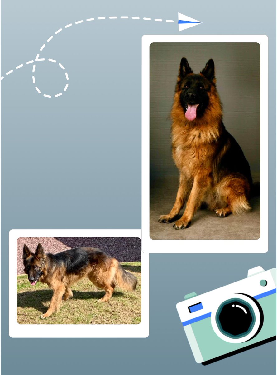 🎂 Joyeux caniversaire mon Raska! 
4️⃣ ans 🐾

Quand je t’ai récupéré, à déjà plus de 2 ans: malnutrition sévère, bourré de puces, ne connaissant même pas le principe d’un câlin… 

Et maintenant, tellement booooooooooo 🥰 et (presque) malin, éduqué et une boule d’amour! 😘