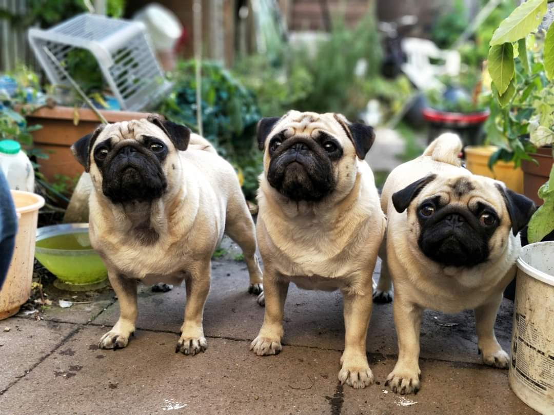 Did you know? A group of pugs is called a grumble 🐾