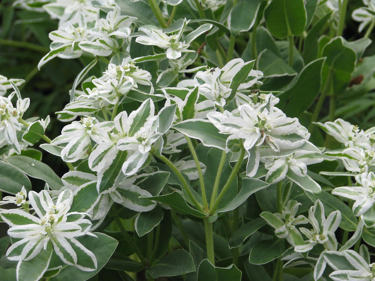 Euphorbia marginata, commonly known as Snow-on-the-Mountain, is an annual herb native to the prairies of North America. Its striking white-margined bracts and variegated foliage add a unique visual appeal to native gardens. (photo by peganum)

#nativeplants #wildflowers
