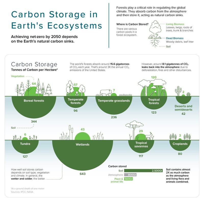 Moore speichern ein Vielfaches der Menge an CO2 gegenüber Ackerland. Die Wiedervernässung ehemaliger Moore wäre ein wichtiger Baustein zum Schutze des Klimas.
#Klimawandel