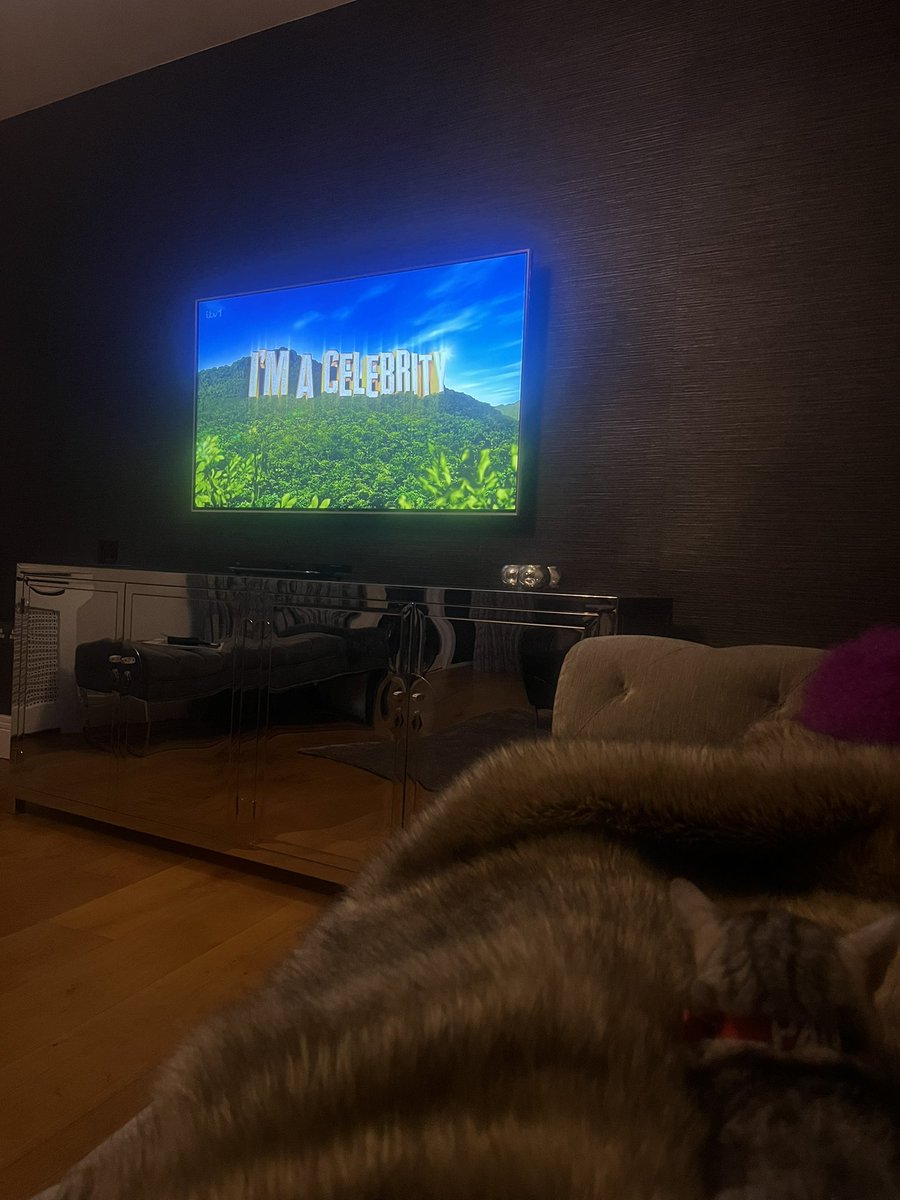 padmepipkin's tweet photo. It’s time 🕷️🦎🦇

#imaceleb2024 @imacelebrity https://t.co/sMTbEcz68a