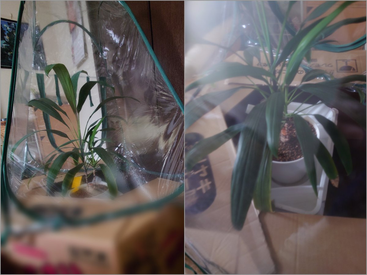 c_yoh3_a's tweet photo. 飛鳥らの最低気温5℃以下予報に備えて、段ボール箱を利用して高さを上げ 昨年の温室を被せてみました。これなら葉先がビニール壁に当たらない👍
元値0円！笑  2秒でぺったんこ!
春が来たら段ボールはリサイクル✨
イイ考えでしょ😂
発泡の下はタイヤ付の鉢台です☺️
#ASKA
#FellowsTree
#私のゴボちゃん https://t.co/C5YqRsURri