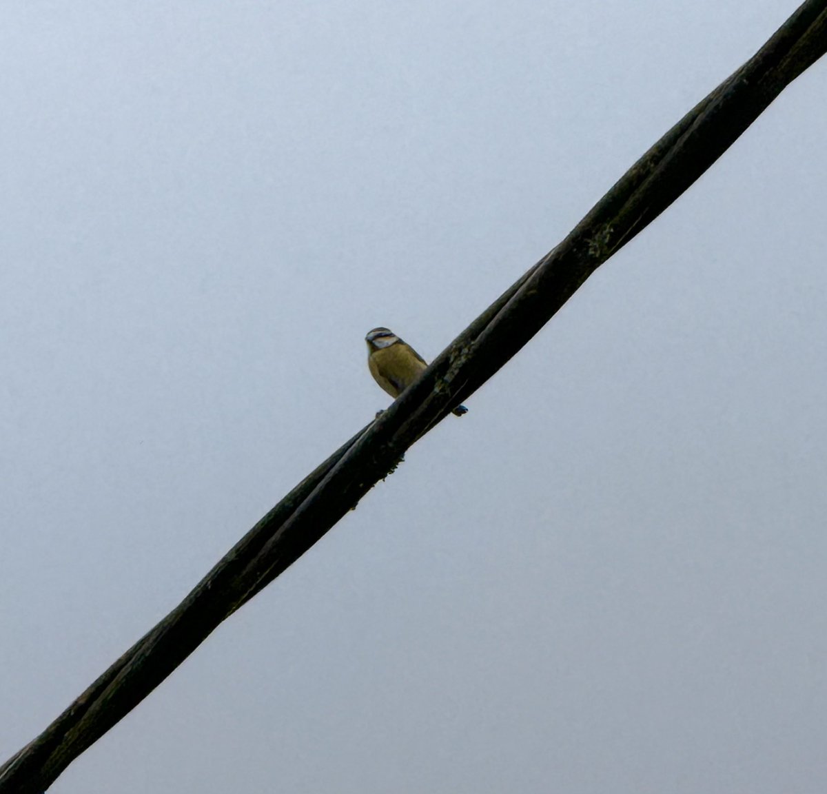 Kelly Cherry tweet media