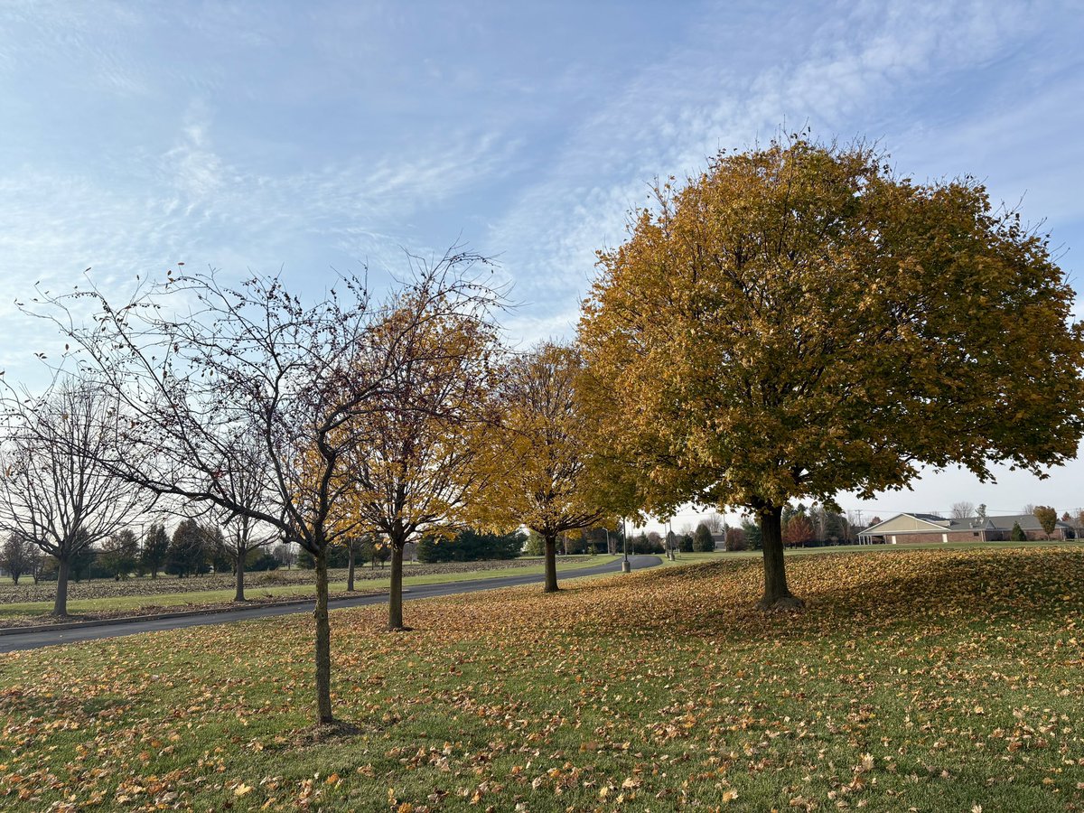 Today's walk revealed a yellow dominated landscape, with some trees desperately holding onto their leaves while others had already shed theirs for winter.