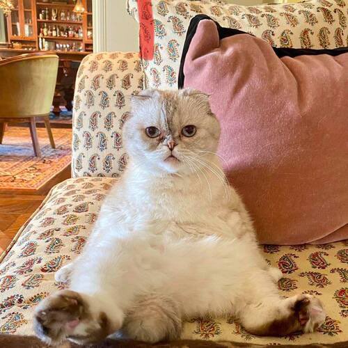 Smudge The Cat Token tweet media