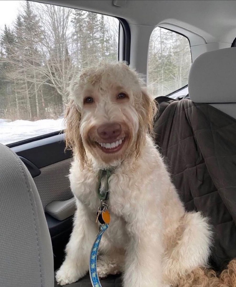 goldrushsof's tweet image. I ❤️ MY GAY DOG