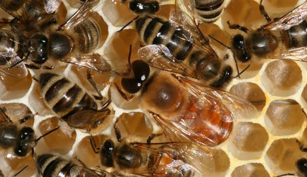 MY DAILY BEE FACTOID

DRONES, ♂BEES =1% of hive popl'n. Their ONLY job is 2 mate with queens. If they do, they die immediately afterwards. Otherwise they can live 90 days; 2x as long as a worker♀️.

Follow. #savethebees