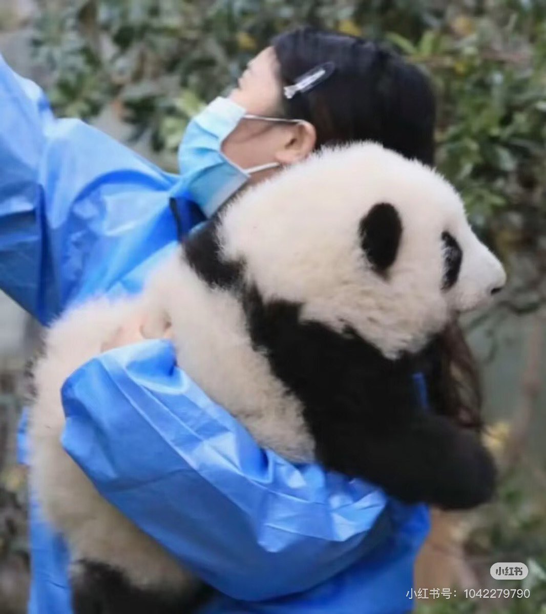 น่ารักเกินไปแล้ว ฮวาฮวาลูกสาวของฉัน!