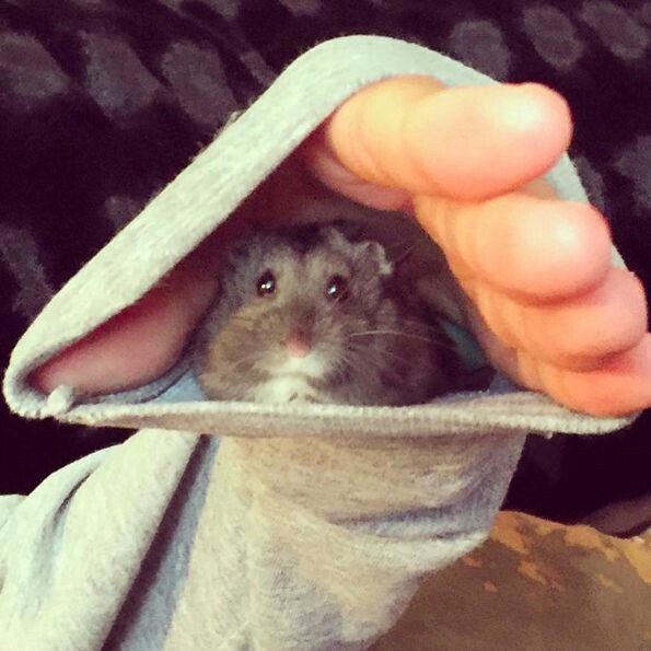 I asked #AI to generate diamond hands holding $SCOTTY and I got these sausage fingers. At least there are 5 of them! #MondayVibes