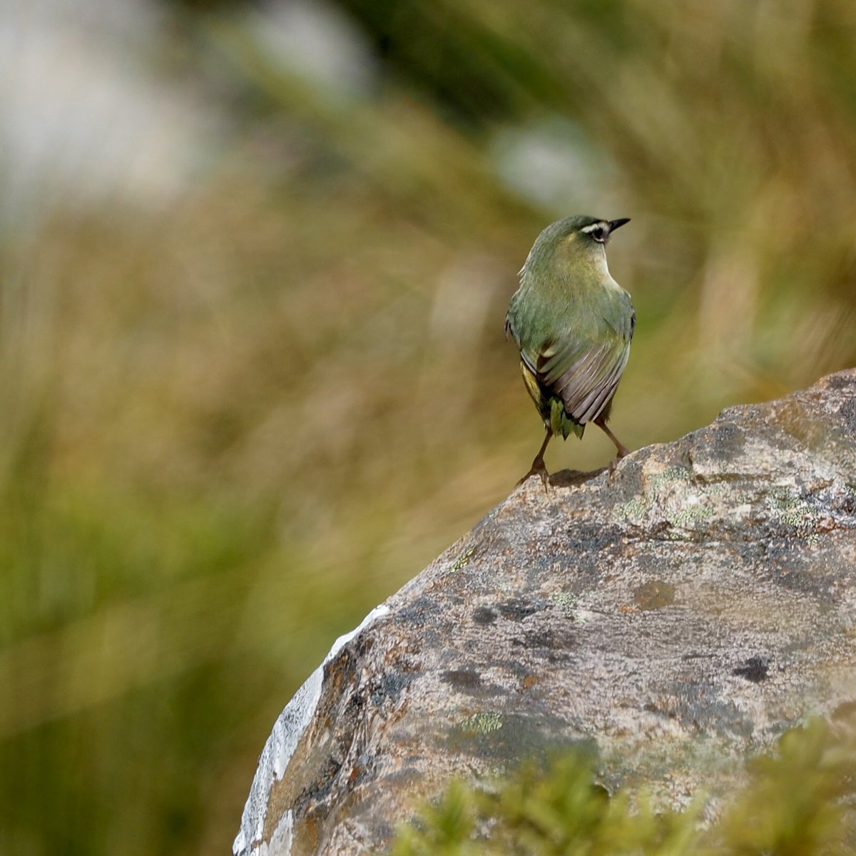 GruiformAbi's tweet image. A successful hike in search of the elusive New Zealand rock wren (Xenicus gilviventris)- in summer they can be found hopping between boulders in alpine scree fields but where and how they live in winter remains a mystery