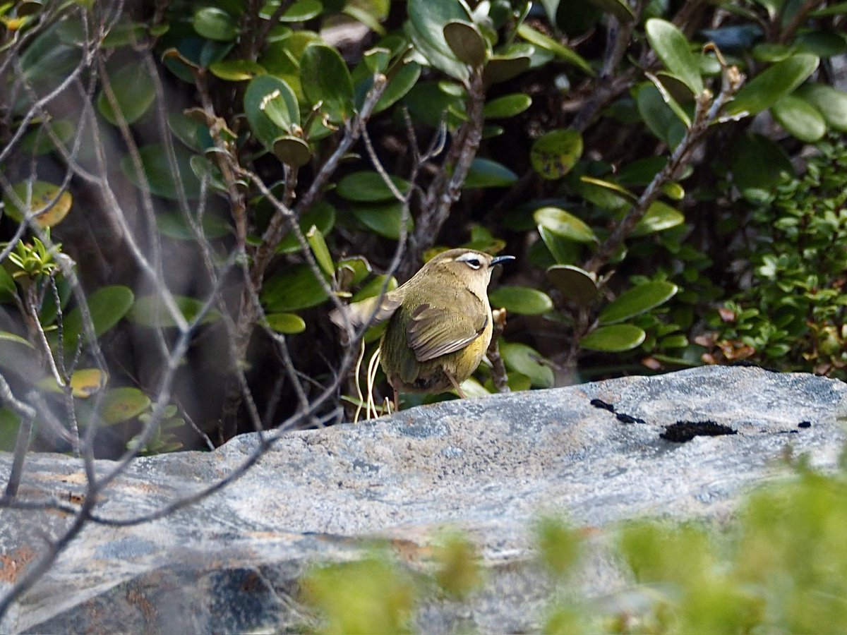GruiformAbi's tweet image. A successful hike in search of the elusive New Zealand rock wren (Xenicus gilviventris)- in summer they can be found hopping between boulders in alpine scree fields but where and how they live in winter remains a mystery