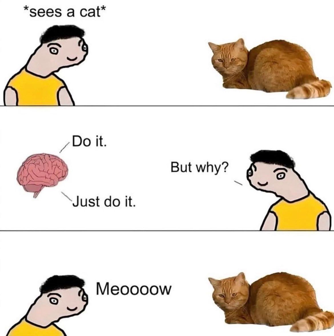Why you should have a cat tweet media