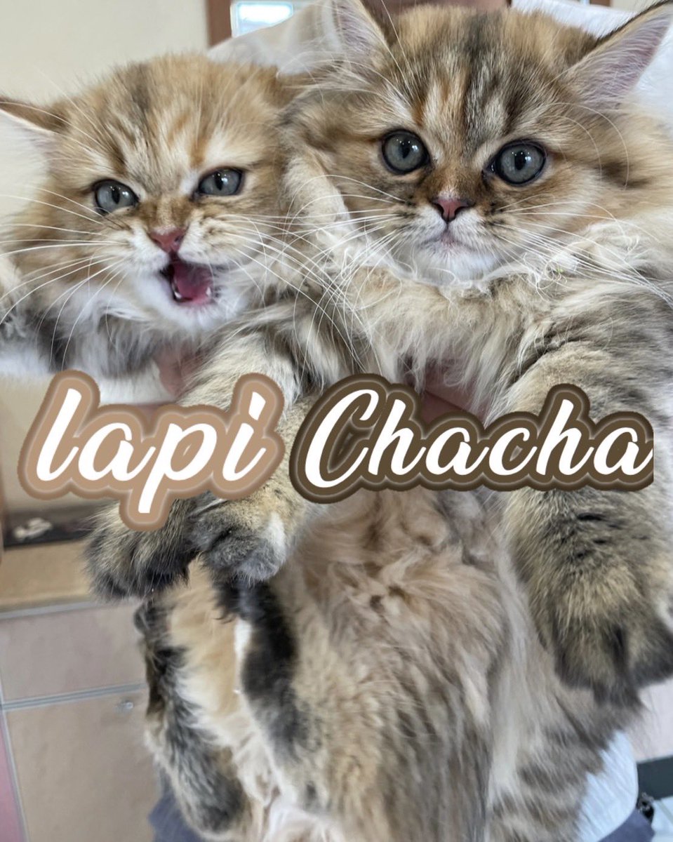 ラピ⭐️チャチャ (@0511chachalapi) / Posts / X