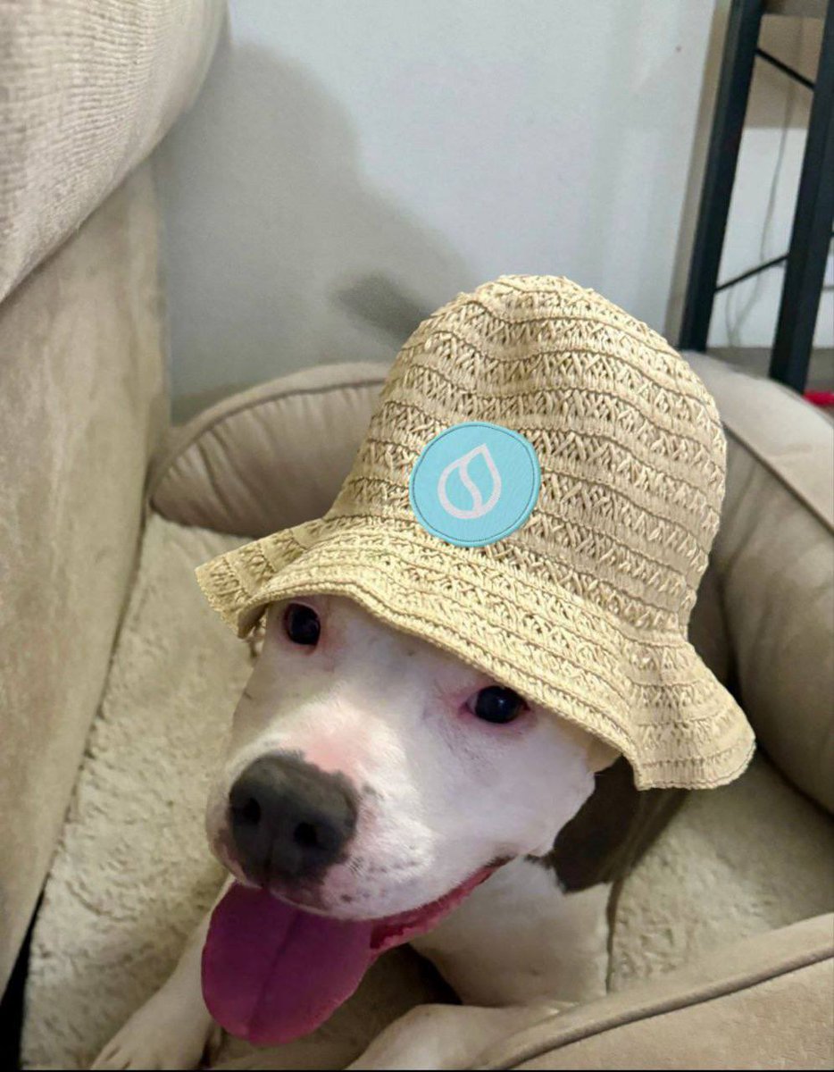 Outcast.Sui tweet media