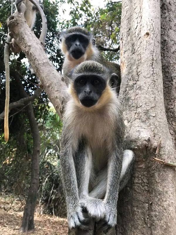 A visible nature of the forest in the Gambia