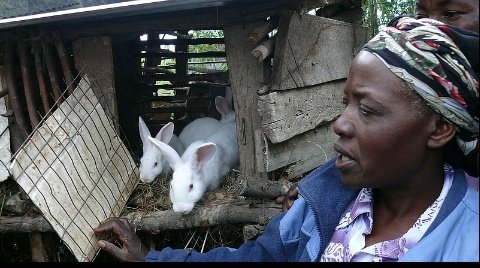 LeandreBaka2's tweet photo. Mbese wari uzi ko ubworozi bw’urukwavu bufasha mu kongera uburinganire mu baturage? Abagore benshi binjiza amafaranga bihuta kandi bagatera imbere mu ngo zabo binyuze mu bworozi bw’urukwavu.
#AgriHopper #Uburinganire #KororaUrukwavu https://t.co/UTdu9F3SNp