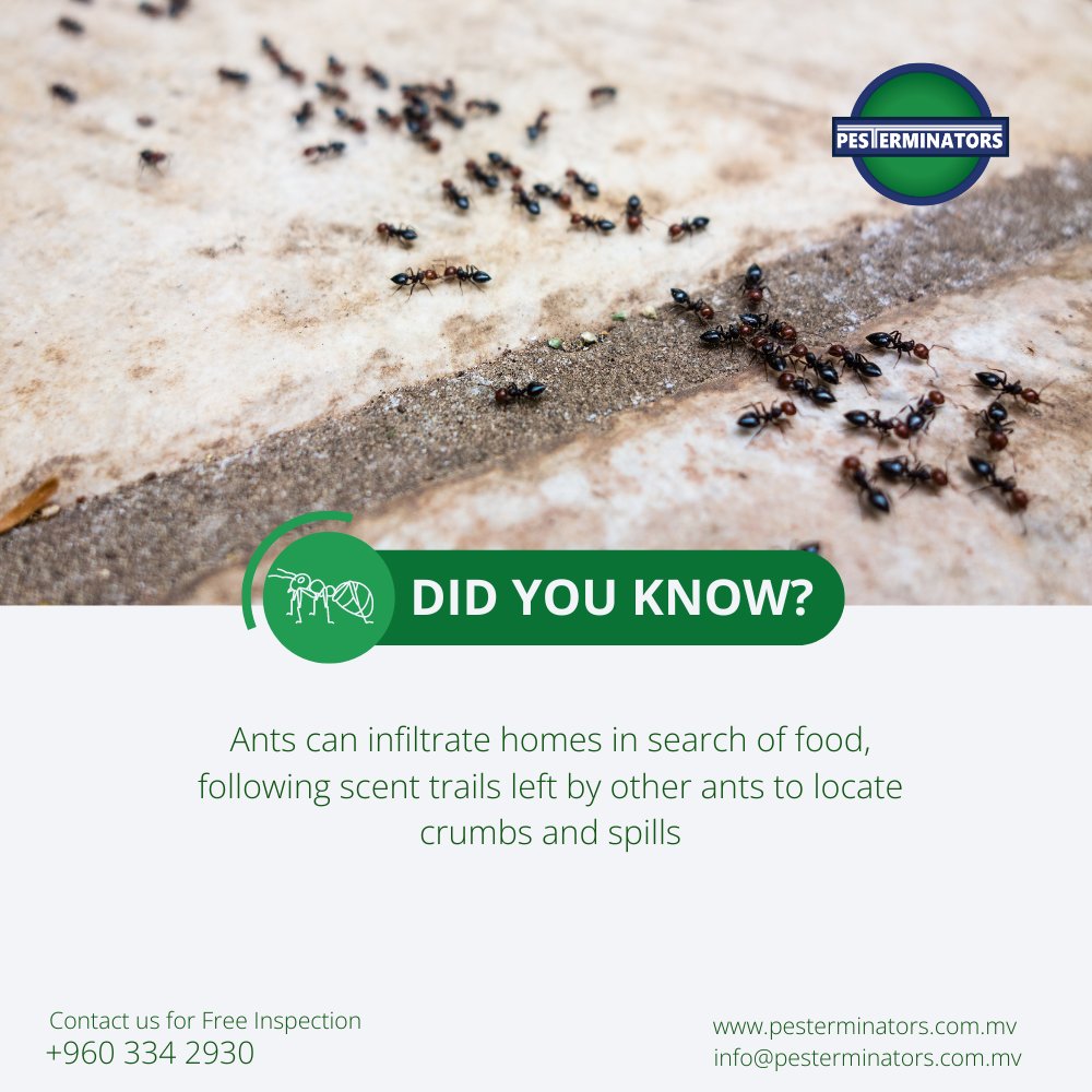 Pesterminators_'s tweet photo. did you know?
Ants can infiltrate homes in search of food, following scent trails left by other ants to locate crumbs and spills

#pesterminators #pestmanagement #pestcontrol #resorts #maldivesresort #pestcontrol #ants #antcontrol #maldives  #socialinsects #colony #hierarchy https://t.co/QWE5FmRJQs