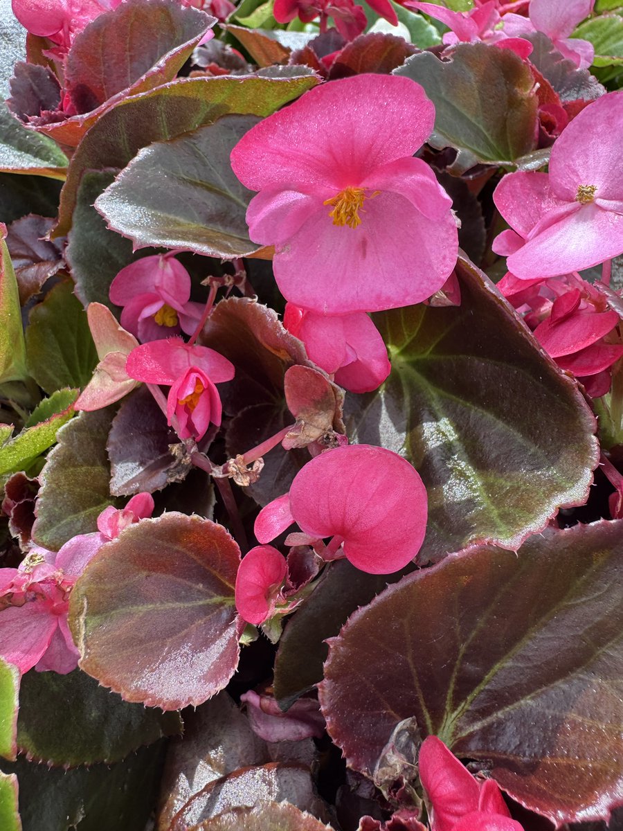 EckardsGarden's tweet photo. It’s all about Begonias this week as we see them get their fabulousness on after last weeks rain. Morning sun and afternoon shade is their spot for colour right through to late autumn next year 🌸 #eckardsgarden #begonias https://t.co/orKAWEZkLB