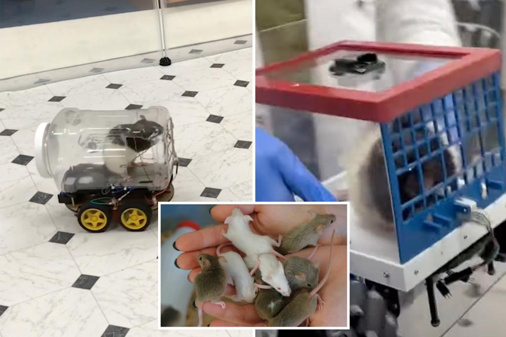 Scientists teach rats to drive tiny cars and ‘unexpectedly’ discover the rodents enjoy revving their engines trib.al/Y9PAUgS