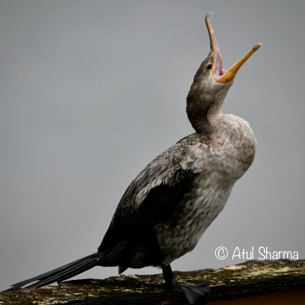Atul1212's tweet photo. The Neotropic cormorant: or olivaceous cormorant (Nannopterum brasilianum) is a medium-sized cormorant found throughout the American tropics &amp; subtropics. #IndiAves #BBCWildlifePOTD #ThePhotoHour #birding #BirdsOfTwitter #costarica #unoitsmi @ Panama 🇵🇦 https://t.co/tpavxpGtPe